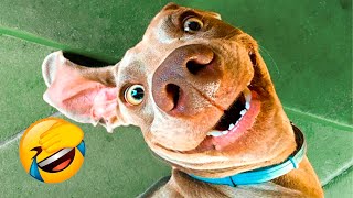Funniest Dogs And Cats Videos - Best Funny Animal Videos 2021 ????