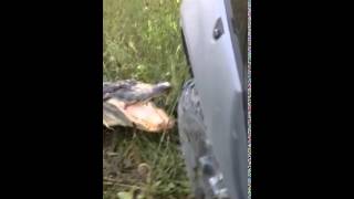 Аллигатор против грузовика     Живем с ПРИКОЛОМ