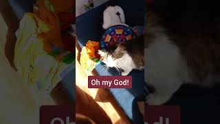 My cat's name - изучение английских слов, английские времена