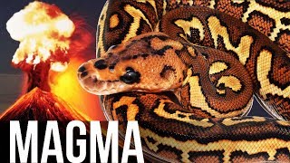 MAGMA Project + POMPEII: The snake that shocked JKR!
