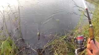 L-minnow 44. Окушек и щучка