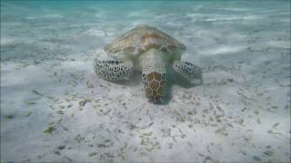Gorgonia beach, house reef 2016