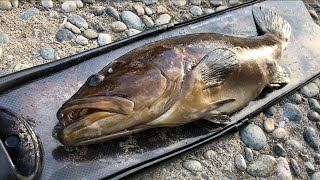 【魚突き】潜り納めで遂に念願の魚が！クエ 52cm！