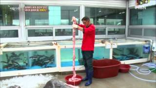 개복치 해체[리얼다큐 숨]20141219
