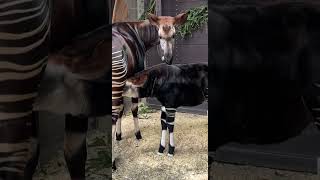 Okapi Mokonzi is Getting Bigger - Cincinnati Zoo #shorts
