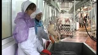 Птицефабрика Шамхалянгиюрт