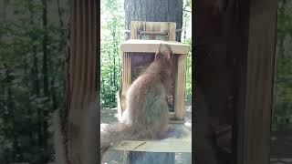 Бельчонок и кормушка / Squirrel and feeder