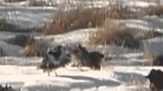 Ykt HF and OA РАЗЪЯРЁННЫЕ ПТИЦЫ ДЕРУТСЯ