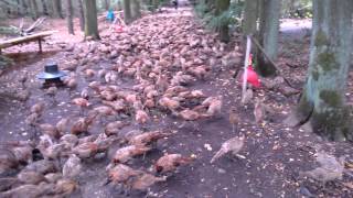 www.prolov-hunting.com - odchov bažantů