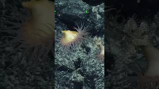 This is a #venusflytrapseaanemone from over 1,700 meters deep in the #PacificOcean.
