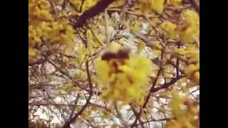 #энергия пчёл или #пчёлы тонких миров