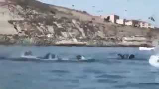 Ужасное видео: Морское чудовище на пляже