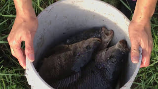 Top 5 Cast Net Fishing Big Fish!