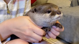 カワウソさくら 水泳オリンピック金メダルを狙うカワウソ Otter aiming for the gold medal of the swimming Olympics