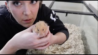 Giving My Hamster A Home Makeover