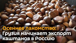 Осеннее лакомство: Грузия начинает экспорт каштанов в Россию