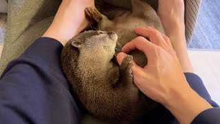 むっちりお腹の谷間に指を差し込まれるカワウソ Otter with fingers inserted into the cleavage of its belly