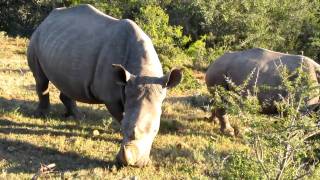 Rhinoceros of Eastern Cape, South Africa // Носороги Восточного мыса ЮАР