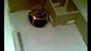 IvI-Bot
