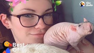 Naked Pets That Are Just Perfect | The Dodo