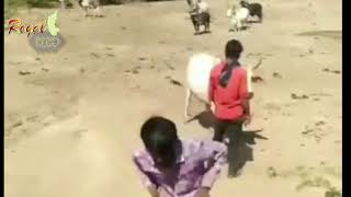 ಈ ಹಸುವಿನ ಪ್ರೀತಿ ನೋಡಿ ಅಚ್ಚರಿ ಆಗುತ್ತೆ | Bondage Love Of Cow |Cow Saving his Owner video