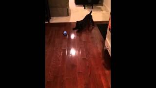 Otis vs Kong