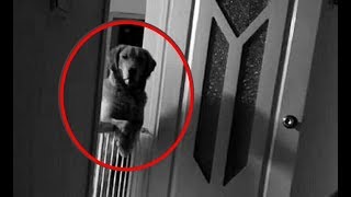 Família descobre que cão ficava os observando durante toda a noite e o motivo é de cortar o coração.