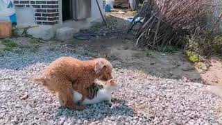 Dog and Cat Mating Video