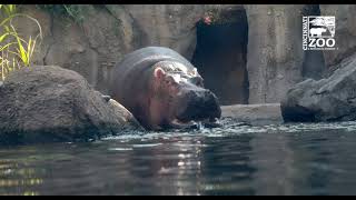 Hippo Introductions Happening Faster than Expected - Fiona with Tucker and Bibi - Cincinnati Zoo