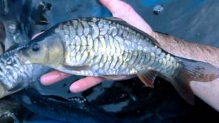 IHEARTCARP.COM  1 amazing net full of STUNNING CARP (part 2)  FULL HD