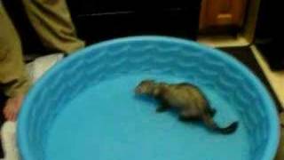Ferret Swimming Pool