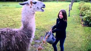 Лама- овечка одомашненная индейцами. lama
