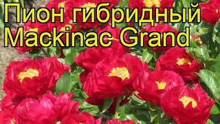 Пион гибридный Макинак Гранд. Краткий обзор, описание характеристик paeonia hybrida Mackinac Grand