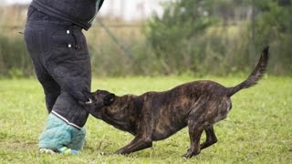 VOM HUND ANGEGRIFFEN !!! | ALI