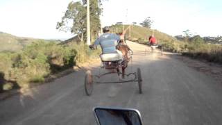 american trotter porto alegre