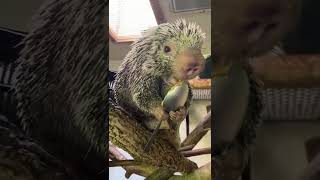 Rico Eating Peanut Butter 2 - Cincinnati Zoo #shorts