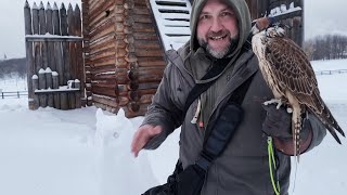 Мороз, метель и полёты хищных птиц в Коломенском. Сокол и канюк работают работу у @Сергей Ярцев