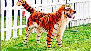 RAREST CROSS-BREED ANIMALS