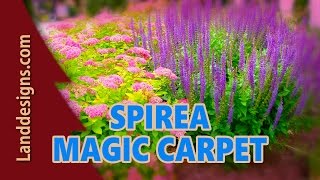 Spirea Magic Carpet