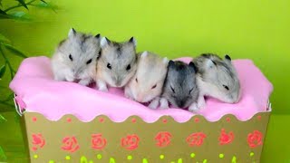 Пять Хомячков прыгают в кроватке!  ★ Five little Monkeys jumping on the bed  ★ Детские песенки