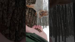 Кормлю двух белок / Feeding two squirrels