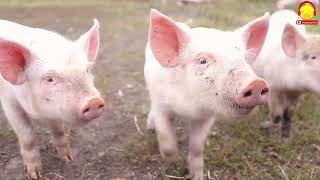เพลงหมูตัวจริง หมูอู๊ดอู๊ดตัวเป็นๆ