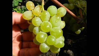 Виноград кишмиш Нептун. Сезон 2016 (Grapes Kishmish Neptun (Neptune seedless). Season 2016)