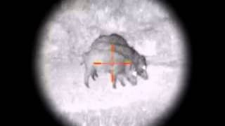 WILD BOAR HUNTING. Охота с прицелом ночного видения.