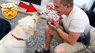 NEW BABY MEETS OUR DOG! Ellie And Jared