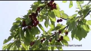 Gilos daraxti haqida siz bilmagan ma`lumotlar | Mening bog`im [20.06.2018]