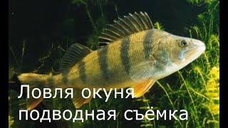 Ловля окуня подводная съёмка