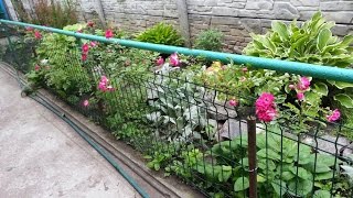 Роза почвопокровная, выращивание и размножение.