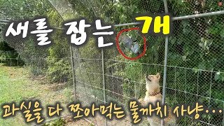 유해 조류인 물까치를 개가 또 잡았어요. 【늑대개】【울프독】