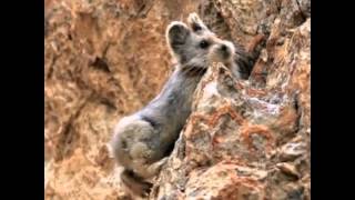 Ili pika, el mamifero con cara de osito de peluche